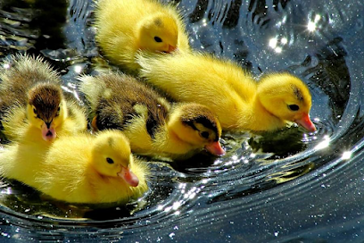 Wee Little Quackers C C Flint - Licensed Daycare in Flint, MI
