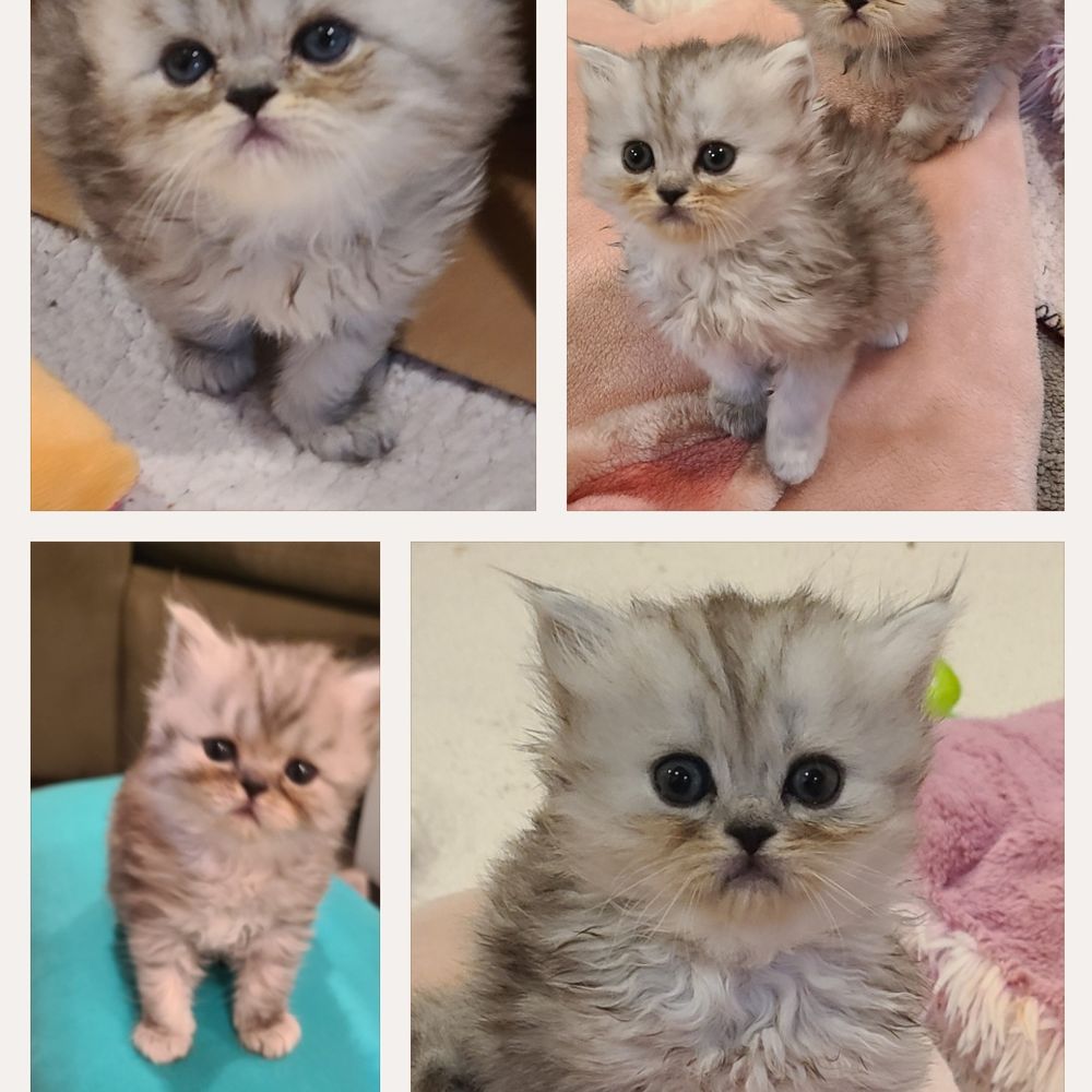 CATHERINES KITTENS