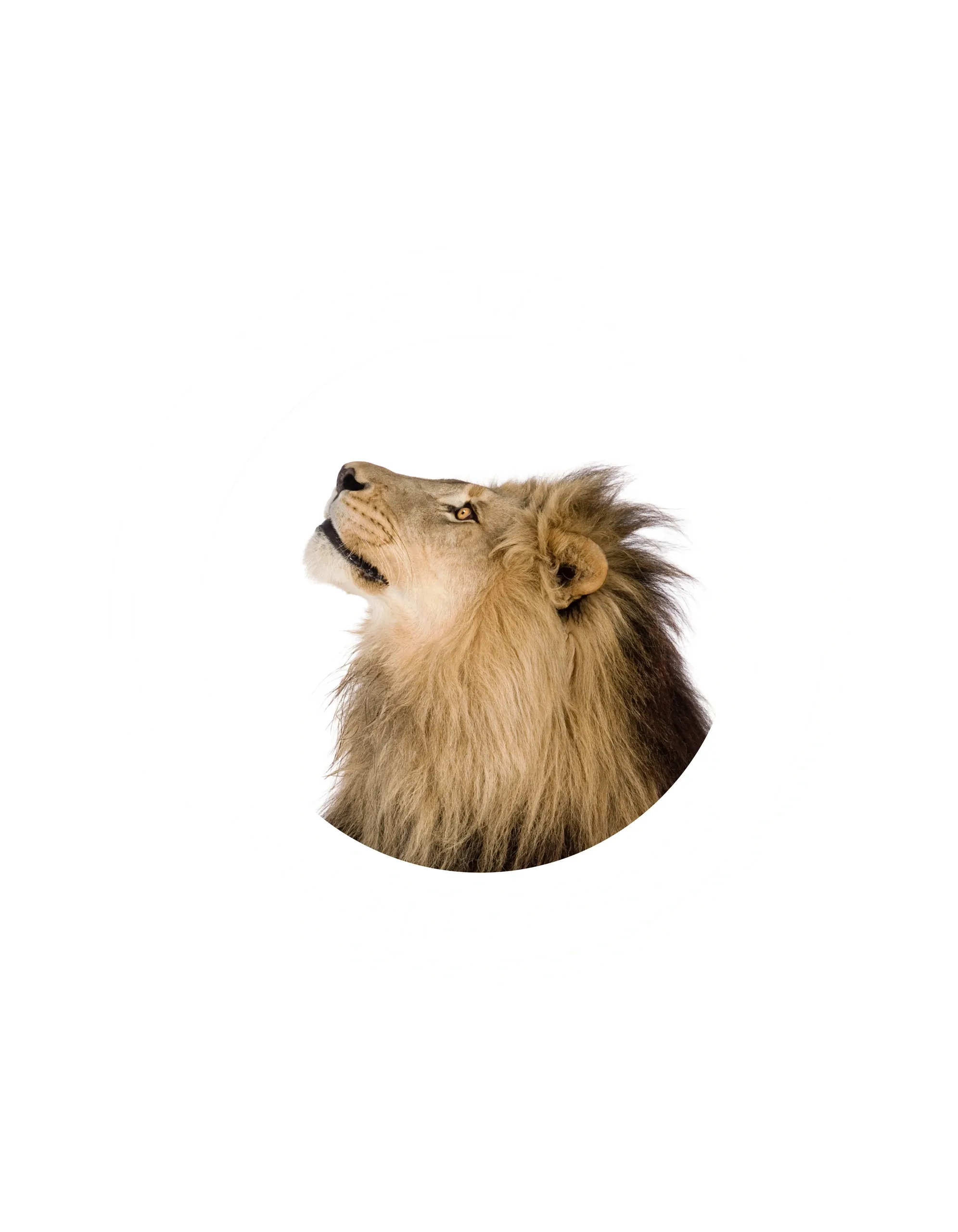 Bumble Bees Learning Center LLC