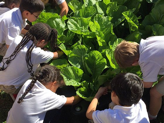 The Apple Tree School