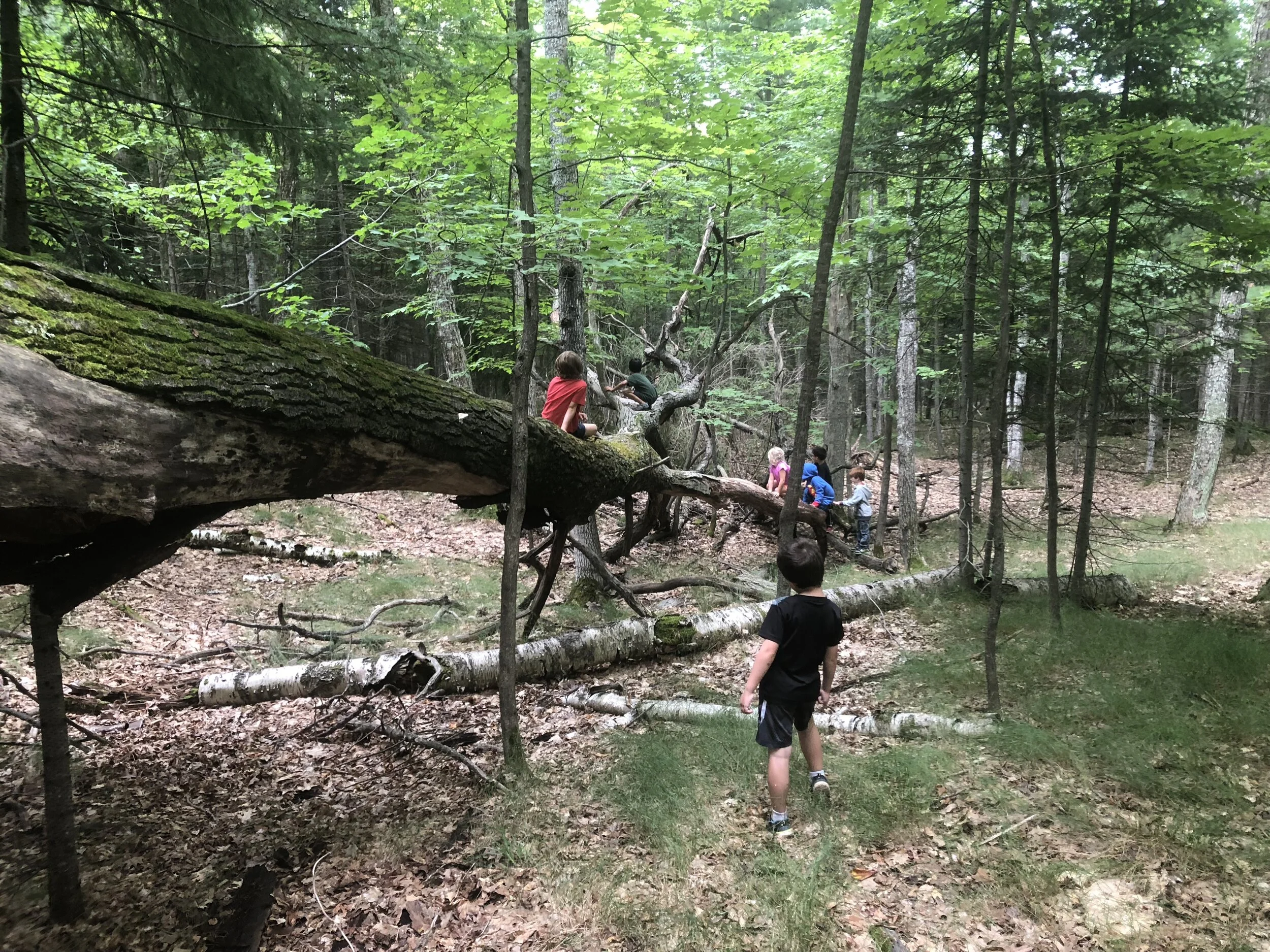 Discovery Central Forest School - Licensed Daycare in Marquette, MI